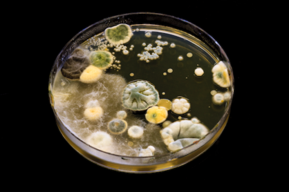 natural remedies for mould exposure